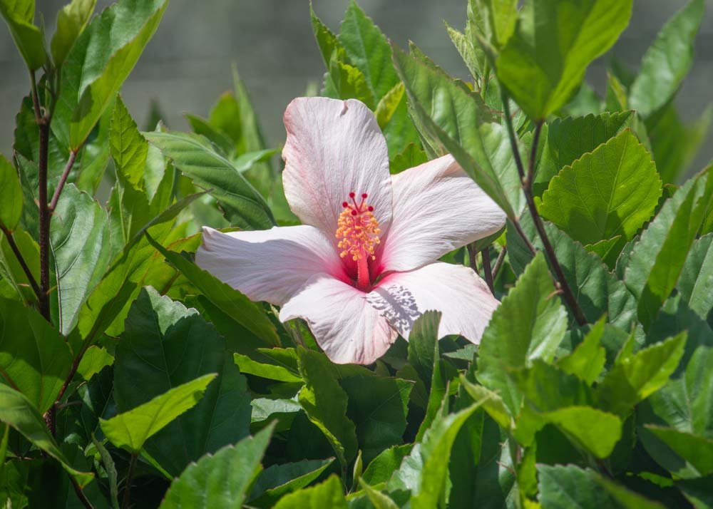flores perucho