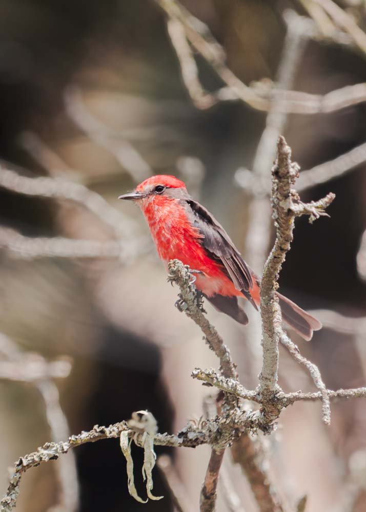 lugares cerca de quito para visitar, perucho pajaro